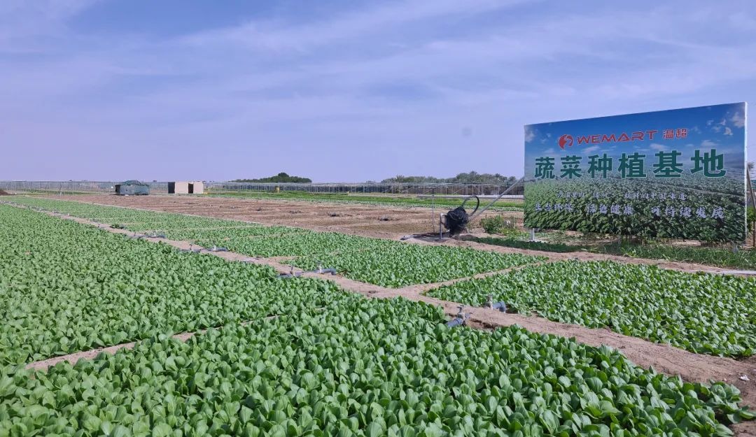 WEMART Owner Sun Jiansheng Chinese Ambassador to the UAE Zhang Yiming visit WEMART farms 5