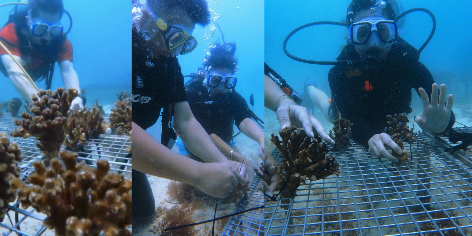 Emirates Draw Leads The Way In Coral Reef Restoration For World Oceans