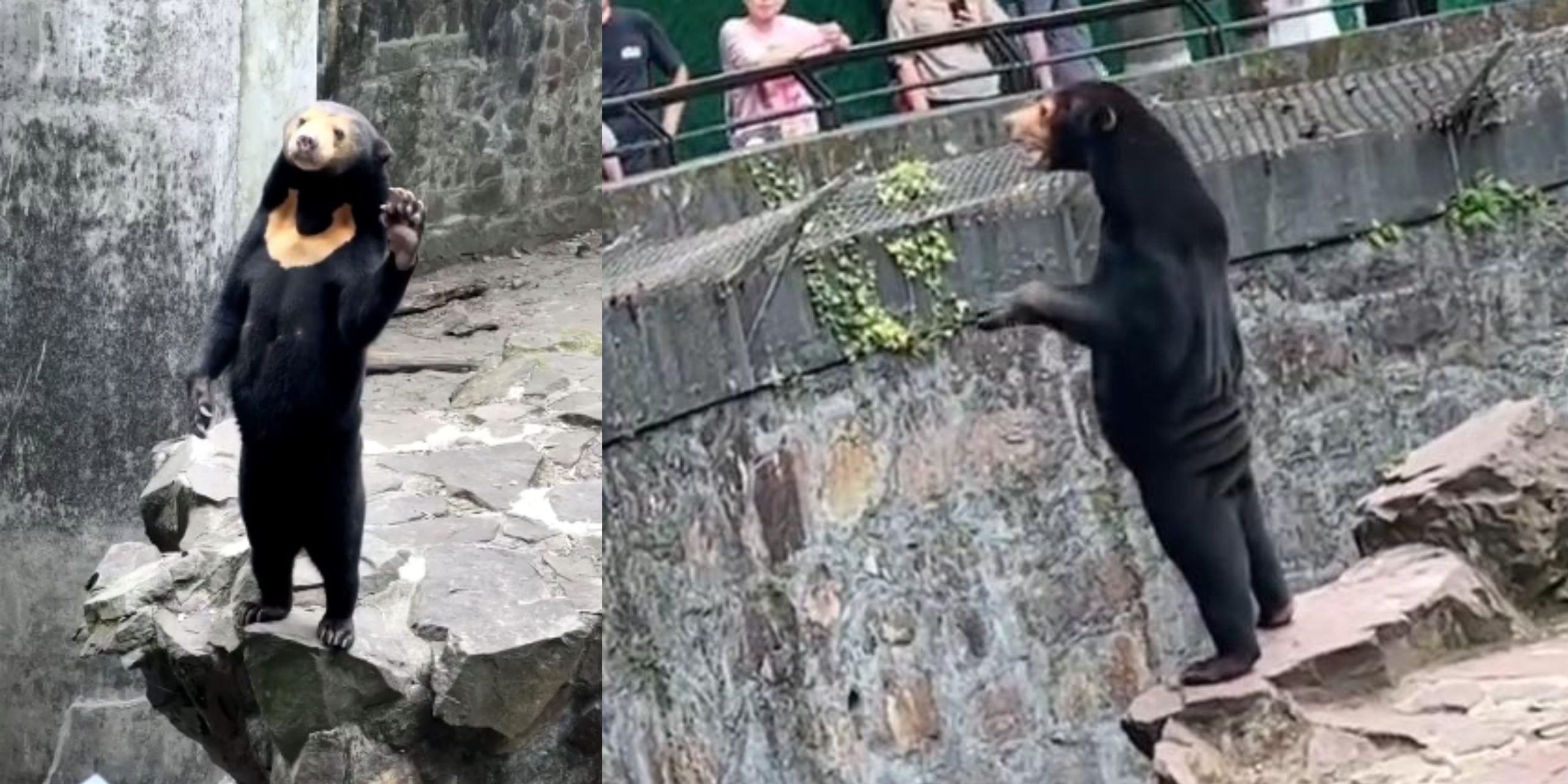 Chinese zoo refutes speculations of human disguises on sun bears - The ...