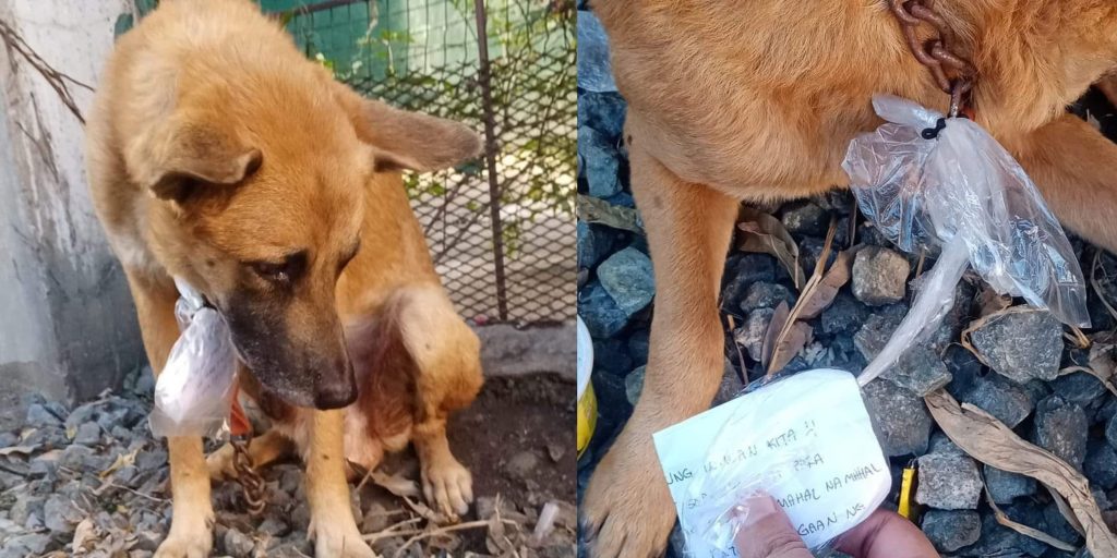 'Sorry kung iniwan kita': Animal rescuers discover abandoned dog with ...