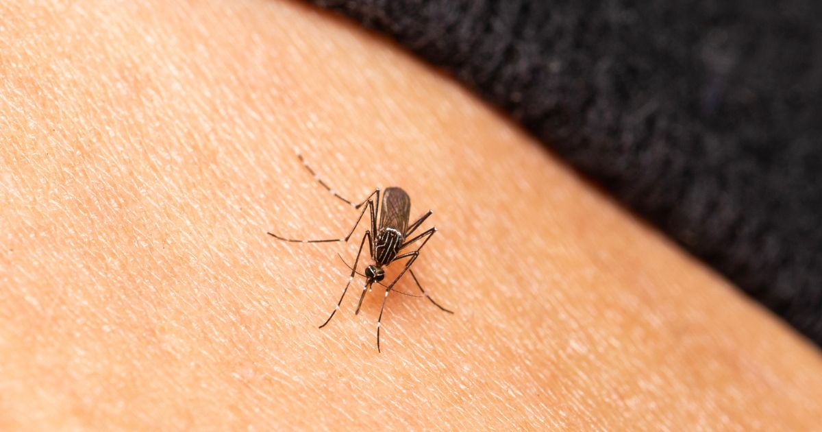 DHA Dubai advises residents to protect themselves from mosquitoes The