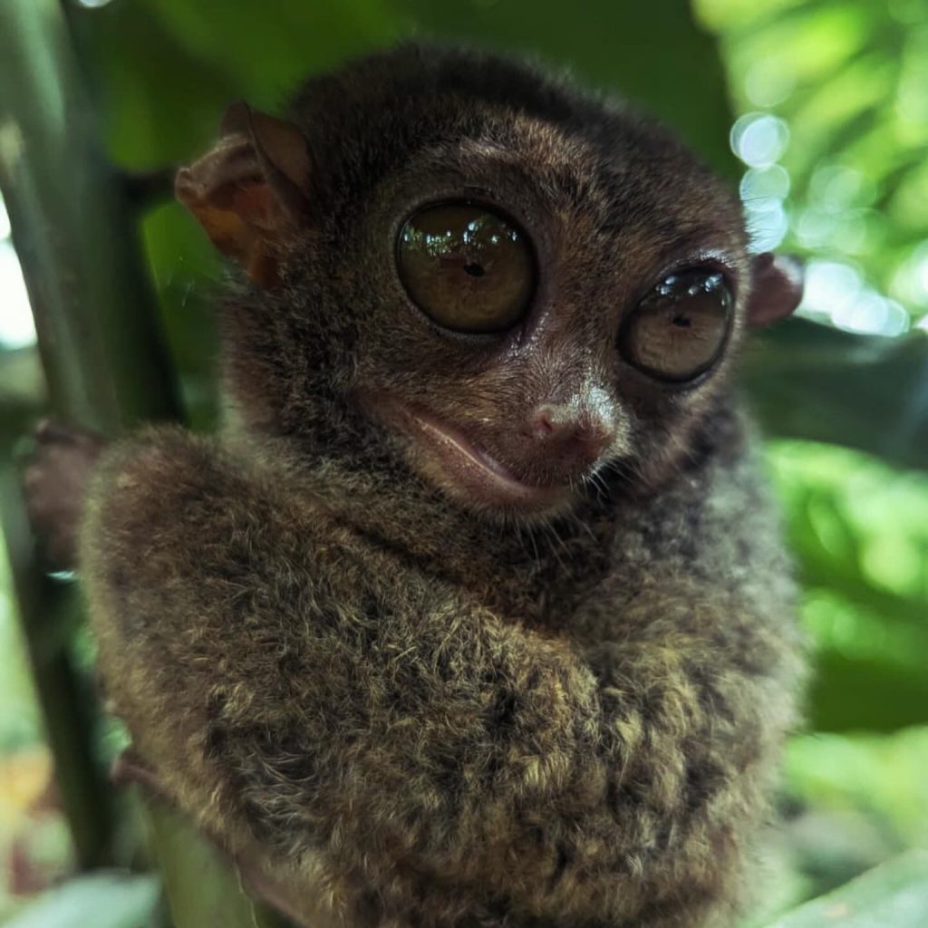 tarsier