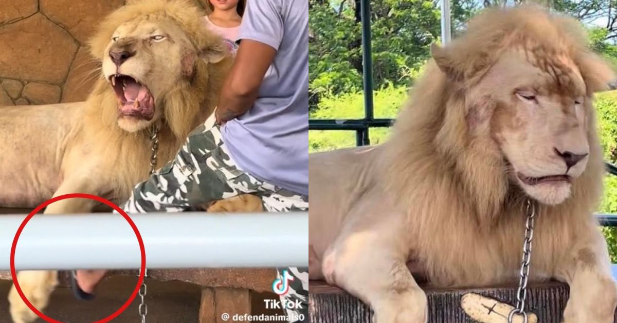 Vigan Zoo apologizes for viral video showing lion being kicked for photos