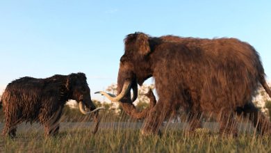 A 3D illustration of Woolly Mammoths in a field at sunset. For illustrative purposes only