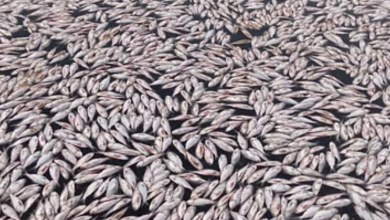 TFT Featured photo template 4