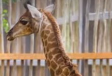 TFT Featured photo template 89