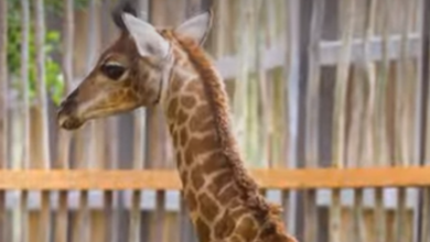 TFT Featured photo template 89