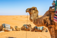 TFT Featured photo template 91