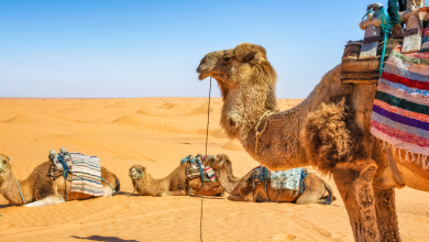 TFT Featured photo template 91